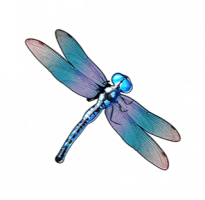 static_dragonfly